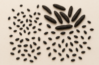 grauzēju izkārnījumi