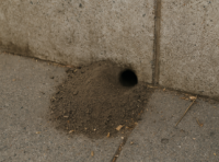 peles ala mūra sienā