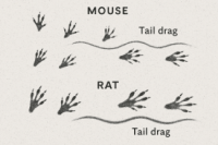 peļu un žurku pēdu nospiedumi