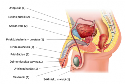 Vīrieša reproduktīvie orgāni